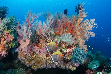  Beautiful, colorful tropical coral reef at Koh Tachai Island © whitcomberd