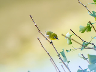 Japanese white-eye in a Yokohama ginkgo tree 4
