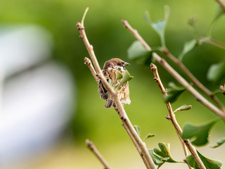 Passer montanus tree sparrow in ginkgo tree 3