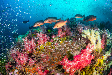 Fototapeta na wymiar Red Snapper on a colorful tropical coral reef in the Andaman Sea