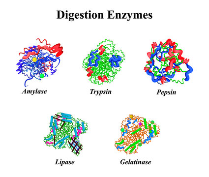 Digestion enzymes set. Chemical molecular formula. Amylase, Trypsin, Gelatinase, Pepsin, Lipase. Infographics. Vector illustration on isolated background.