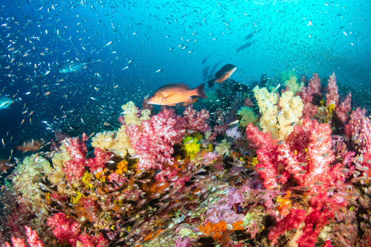 Red Snapper on a colorful tropical coral reef in the Andaman Sea