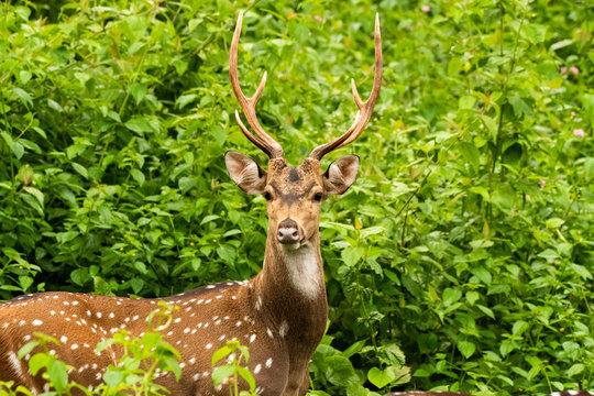 A closeup of Spotted deer face during a wildlife safari inside Nagarhole  Tiger reserve Stock Photo | Adobe Stock