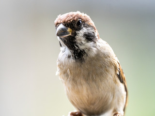 Passer montanus tree sparrow portrait 3