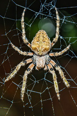 Close up: spider on net