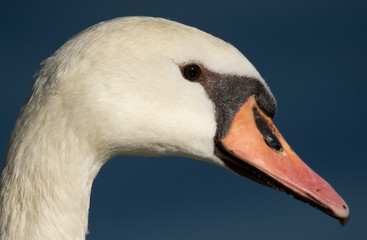 Swan portrait