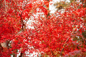 平林寺　紅葉