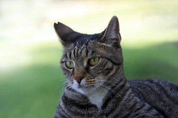 Green eyed cat