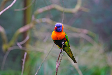 View of a colorful lorikeet bird in Melbourne, Australia