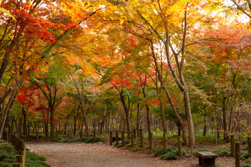 平林寺　紅葉