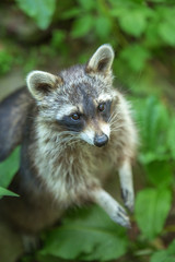Naklejka na ściany i meble Striped raccoon with a begging stare against a background of green foliage. An animal with a begging look and supplication. Portrait of a raccoon with folded forelegs. Procyonid family. 