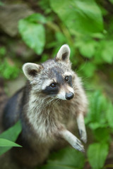 Naklejka na ściany i meble Striped raccoon with a begging stare against a background of green foliage. An animal with a begging look and supplication. Portrait of a raccoon with folded forelegs. Procyonid family. 