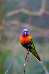 View of a colorful lorikeet bird in Melbourne, Australia