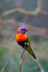 View of a colorful lorikeet bird in Melbourne, Australia