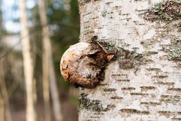 Burl on birch tree trunk in close up