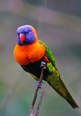 View of a colorful lorikeet bird in Melbourne, Australia