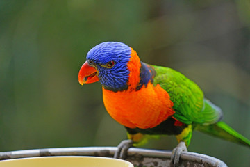 View of a colorful lorikeet bird in Melbourne, Australia