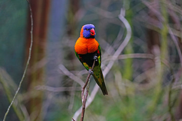 View of a colorful lorikeet bird in Melbourne, Australia