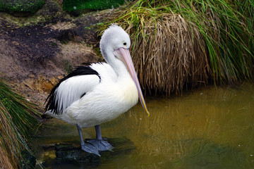 An Australian Pelican water bird with a pink beak