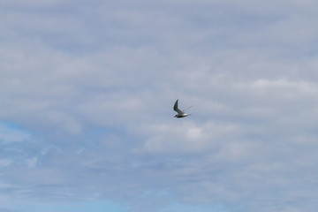 Birds in flight in Farne Islands