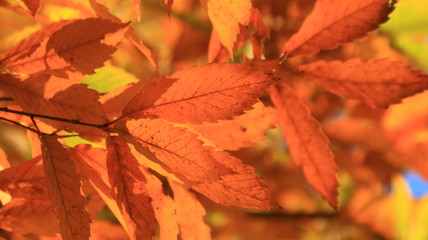 国際公園都市三田市の秋の一日
