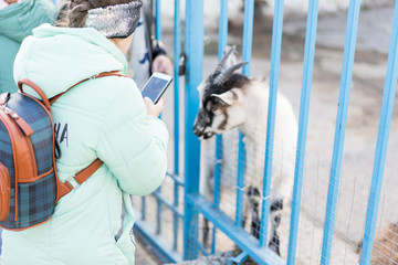 A child with a phone takes off a goat