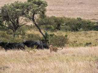 Naklejka na ściany i meble Lionesses on the Plains of the Mara