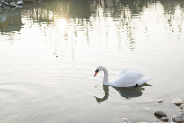 Swan swims in the pond