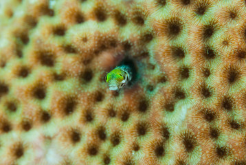 A roughhead blenny peaking out from its little hole with its comical googly eyes