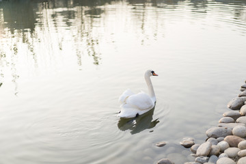 Fototapeta premium Swan swims in the pond