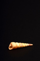 Screw sea shell found in Italy isolated on a black background