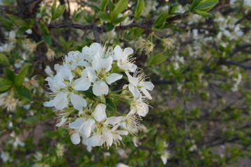 Plum tree blooming in the southwest.