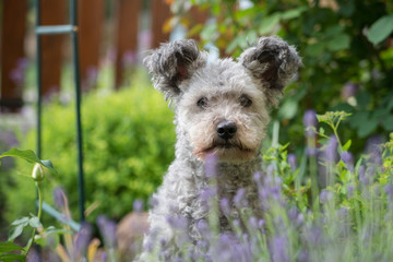 Pumi dog sitting in the garden with levender in foreground