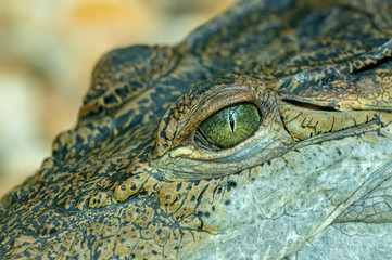 detail of an crocodile eye