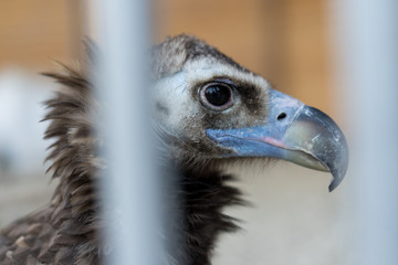 Vulture sits in a zoo cage