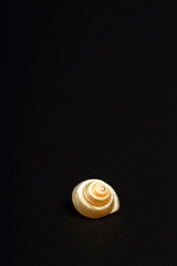 Pearl Venetian sea shell found in the mediterranean isolated on a black background