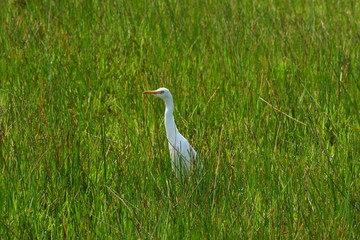 great white egret on grass