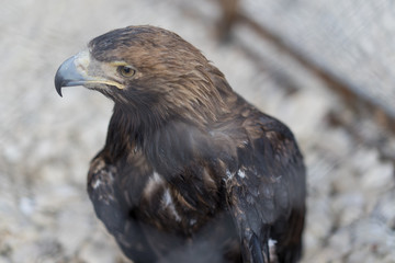 Eagle in a cage, close-up photograph