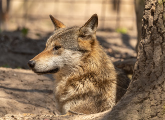 wolf resting on the ground next to tree stem