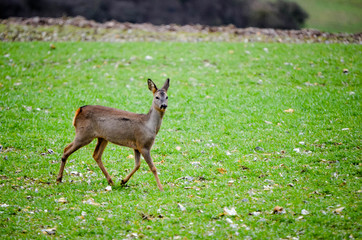 young deer in the fields in autumn