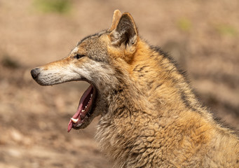 portrait of a wolf yawning