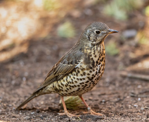song thrush bird on the ground