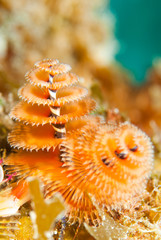 Christmas tree worms. These underwater creatures live on the reef in tropical warm water
