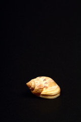 Honey Whelk sea shell found in Greece isolated on a black background