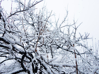 trees covered in heavy snow in October during the first snowfall of the year. Heavy snowfall early in the season. The snow is thick and heavy, sticking out on the sides of the trunks.