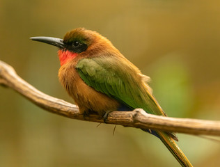 bee eater bird sitting on a branch