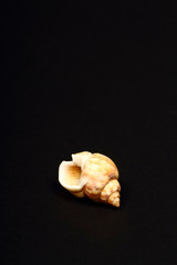 Honey Whelk sea shell found in Greece isolated on a black background