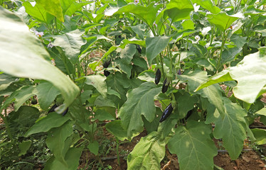 Eggplant in the garden. Fresh organic eggplant aubergine. Purple aubergine growing in the soil.