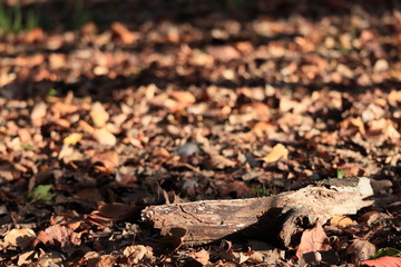 秋　枯葉で覆われた地面