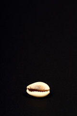 Ring top cowry sea shell found in africa isolated on a black background